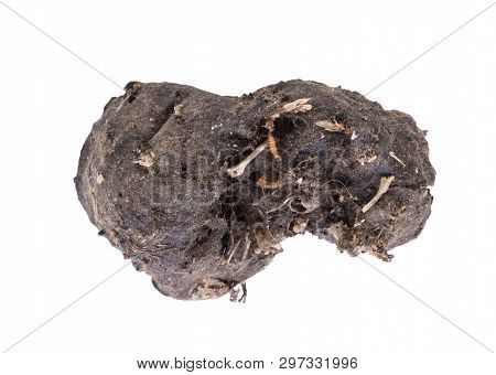 Bird Of Prey (owl), Dropping, Mouse Skull And Bones