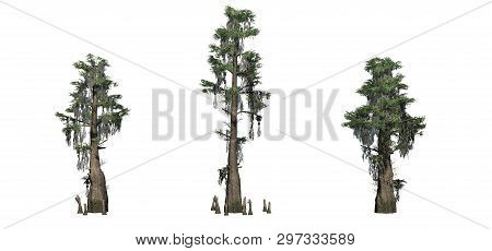 Set Of Bald Cypress Trees - Isolated On A White Background - 3d Illustration
