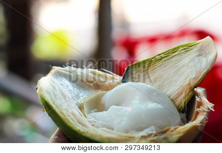 Tender White Coconut Meat Malai Scooped Out Of Raw Coconut Selectively Focussed