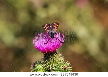 Close-up Of A Butterfly, Rambling On A Plant