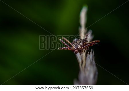 Tick Waiting For A Prey /probably Infected Tick Waiting For A Prey Green Background