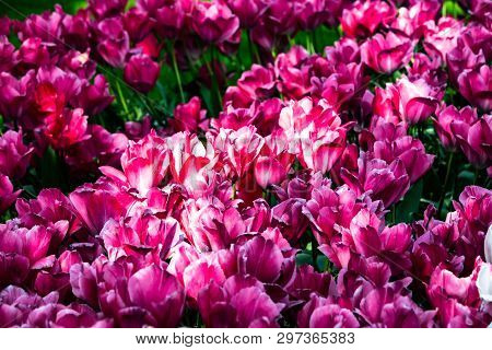 Beautiful Pink Tulips In Sunny Weather In Holland.