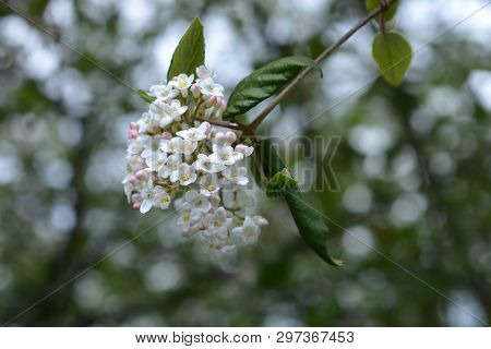 Korean Spice Viburnum Flowers - Latin Name - Viburnum Carlesii