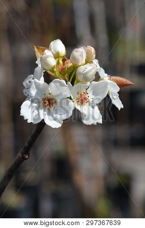 Japanese Pear Hosui - Latin Name - Pyrus Pyrifolia Hosui