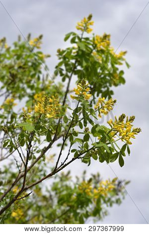 Dalmatian Laburnum - Latin Name - Petteria Ramentacea