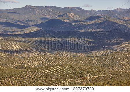 Olive Tree Fields In Andalusia. Spanish Agricultural Harvest Landscape. Jaen