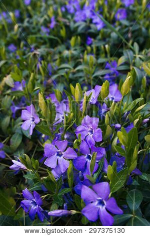 Contrast Closeup Of Colorful Set Of Several Minor Perwinkle Spring Flowers Among Green Grass. Shadow