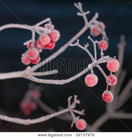 Bacche d'inverno