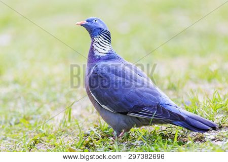 Wood Pigeon Looking Up Standing On The Grass