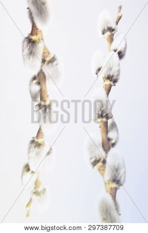 Sprig Of Fluffy Willows On A Light Gray Background, The Concept Of Religious Easter