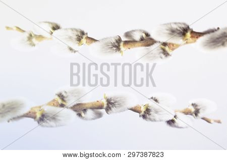 Sprig Of Fluffy Willows On A Light Gray Background, The Concept Of Religious Easter