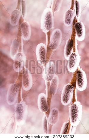 Sprig Of Fluffy Willows On A Color Pink Background, The Concept Easter