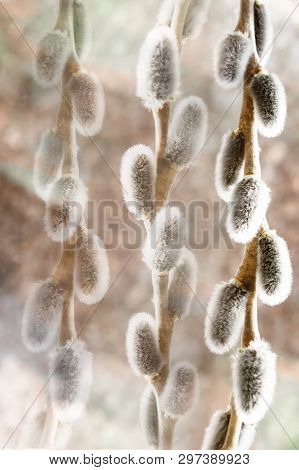 Sprig Of Fluffy Willows On A Light Background, The Concept Of Religious Easter