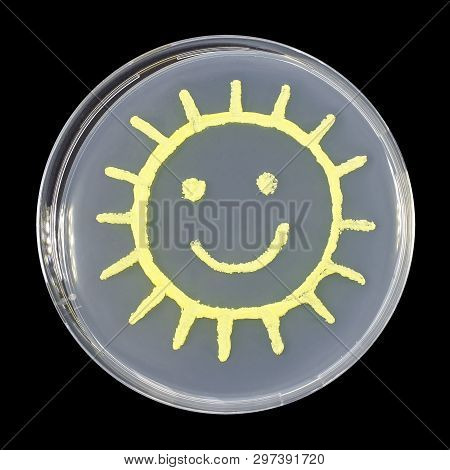Sun, Microbial Art. Petri Dish Containing Bacteria Micrococcus Luteus That Have Been Cultured On Aga