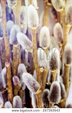 Gray Nipples Fluffy Willows Close-up Vertical Frame Easter Card