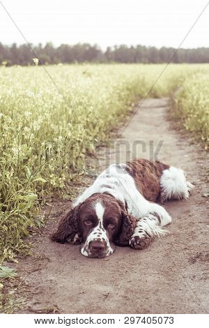 Dog Breed English Springer Spaniel Walking In Summer Wild Yellow Flowers Field. Cute Sed Pet Lie In 