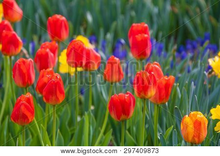 Colorful Red Yellow And Orange Spring Tulips