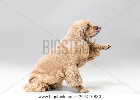 Im Your Friend. American Spaniel Puppy. Cute Groomed Fluffy Doggy Or Pet Is Playing Isolated On Gray