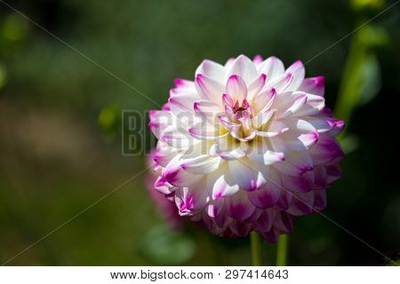A Close Up Of A Dahlia In Full Bloom.
