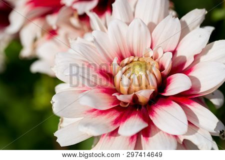 A Close Up Of A Dahlia In Full Bloom.