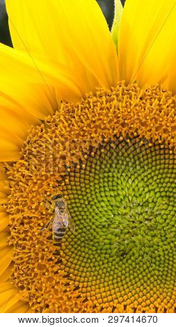 A Bee Full Of Pollen On A Sunflower.