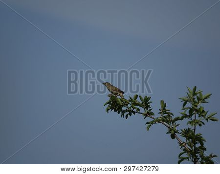 Grasshopper Warbler (locustella Naevia) Perched On Tree Branch