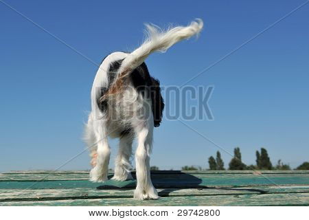 RÃ¼ckseite des Hundes