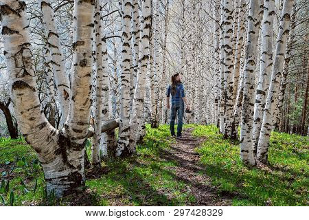 A Man Photographer Stands On The Trail In The Spring Birch Forest. View From The Back