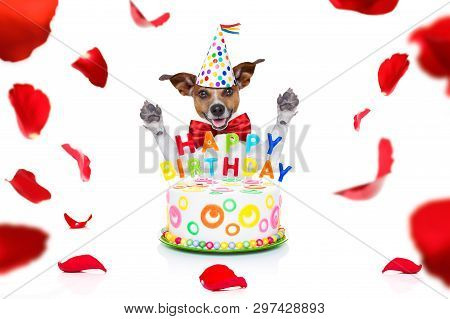 Happy  Birthday Jack Russell Dog With A Present Or Gift With Lots Of Roses Flying Around In Love For