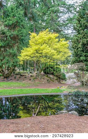 A View Of A Trre With New Spring Leaves And A Pond At Point Defiance Park In Tacoma, Washington.
