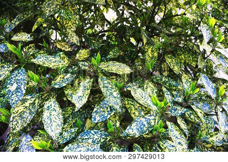 Closeup Of Aucuba Leaves Plant In Park