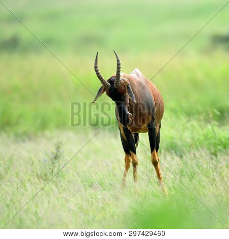 topi antelope in african natural park