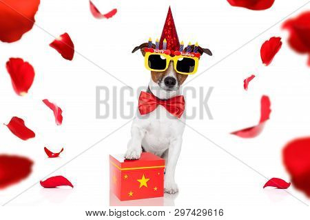 Happy  Birthday Jack Russell Dog With A Present Or Gift With Lots Of Roses Flying Around In Love For