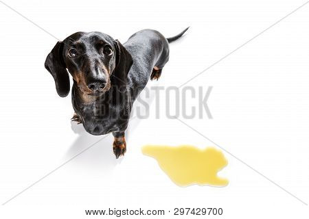 Dachshund  Sausage Dog Being Punished For Urinate Or Pee  At Home By His Owner, Isolated On White Ba