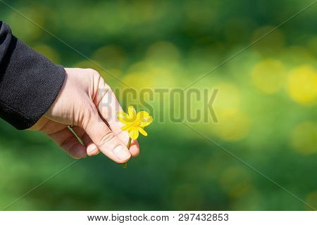Closeup Buttercup Tree - Cochlospermum Religiosum Flowers And Hand With Blurred Background