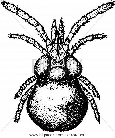 Araña