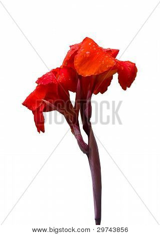 Blumenrohr Lilie
