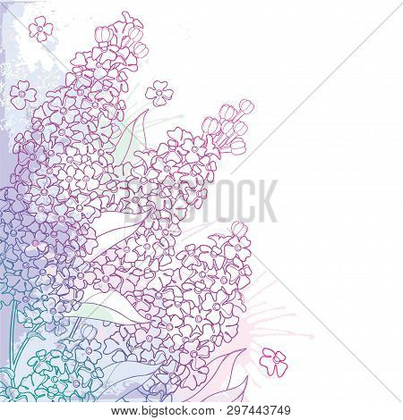 Vector Corner Branch With Outline Buddleja Or Butterfly Bush Flower Bunch And Ornate Leaf In Pastel 