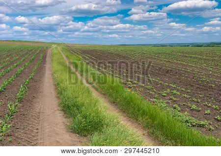 Summer Landscape With Earth Road Between Young Growth Of Maize And Sunflowerfields In Central Ukrain