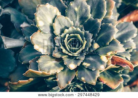 Abstraction Background Texture Secculent Sempervivum Arachnoideum   Outdoors