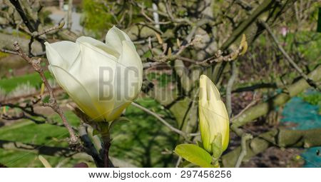 Magnolia Denudata 