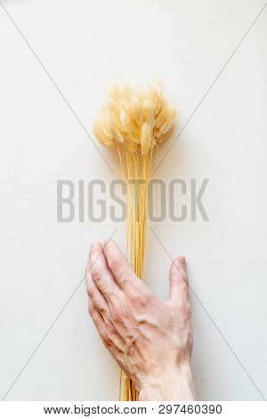 Lagurus / yellow bunny(rabbit) tail grass,lagers dry flower bouquet isolated on white background,cli