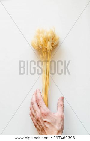 Lagurus / Yellow Bunny(rabbit) Tail Grass,lagers Dry Flower Bouquet Isolated On White Background,cli