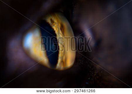 Iris Melanoma In Adult Cat, Iris Pigmentation