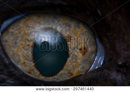 Iris Melanoma In Adult Cat, Iris Pigmentation