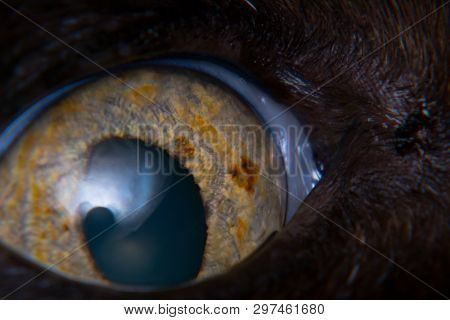 Iris Melanoma In Adult Cat, Iris Pigmentation