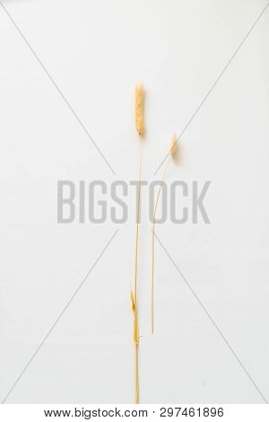 Lagurus / Yellow Bunny(rabbit) Tail Grass,lagers Dry Flower Bouquet Isolated On White Background,cli