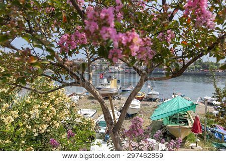 Spring In Amasra And Colorful New Blooming Flowers