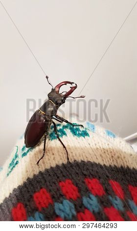 The Male Of A Rare Stag Beetle Ceruchus Chrysomelinus, Occurring In European Virgin And Old Growth F