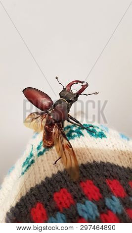 The Male Of A Rare Stag Beetle Ceruchus Chrysomelinus, Occurring In Old Growth Forests.